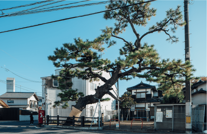 画像：桜尾の街道松